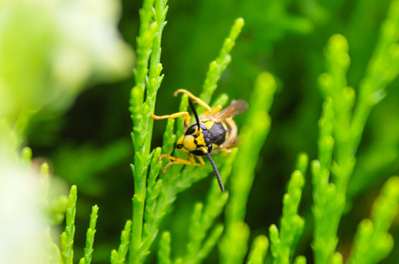A close up shot of a bee on a flower, a Nature Photo by shahsoft