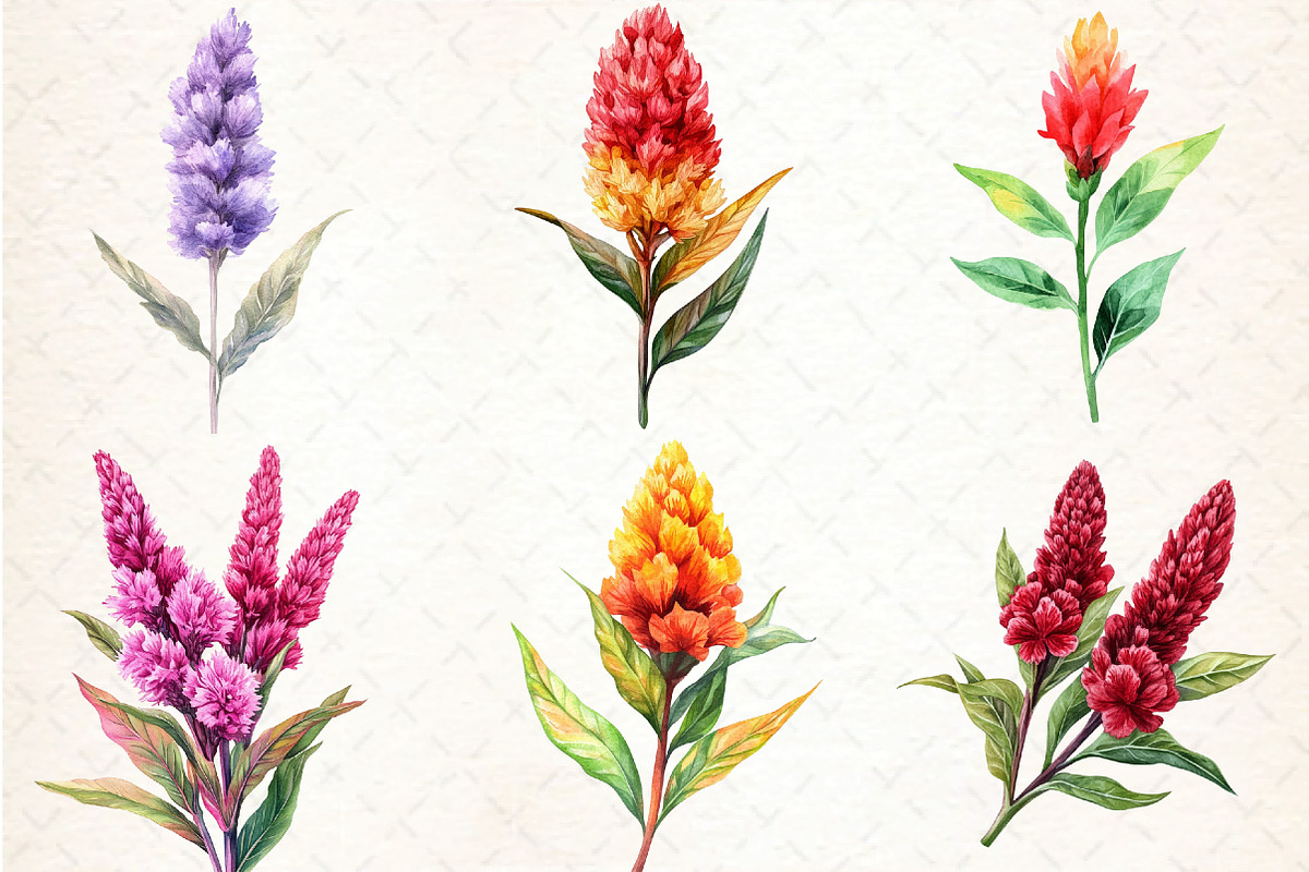 Celosia Flower Clipart, an Illustration by DreamCafeArt (Photo 3 of 9)