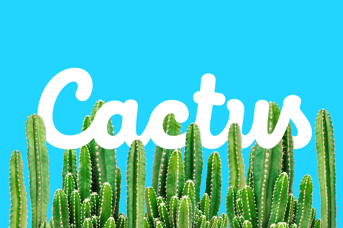 Intro Script, a Script Font by Fontfabric (Photo 2 of 12)