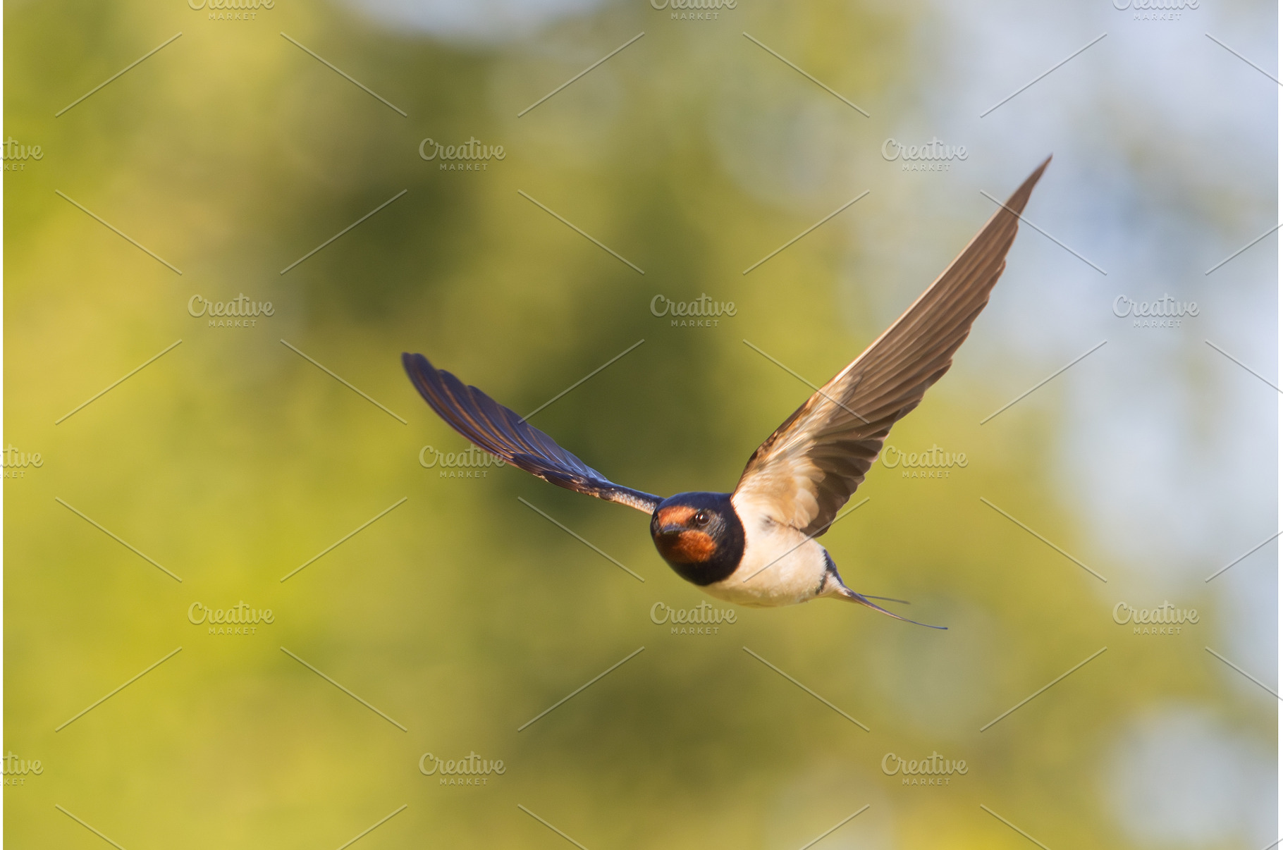 Stunning Barn Swallow in Mid-Air, a Nature Photo by Pakosta