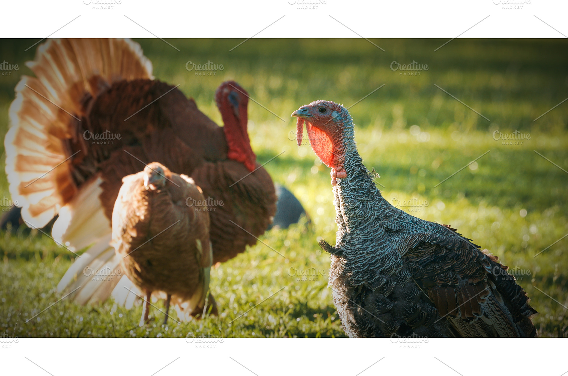 Group of Turkeys Grazing in Lush, an Animal Photo by Our Amazing World