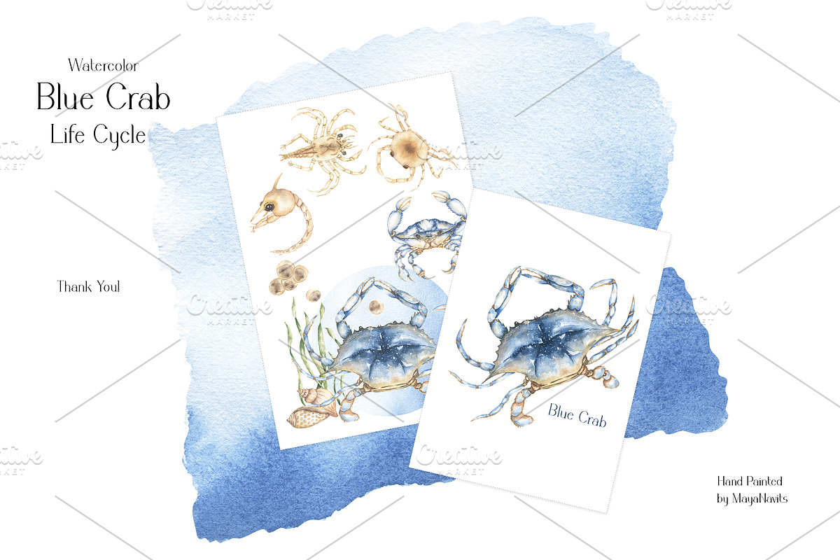 Watercolor Blue Crab Life Cycle Set, an Education Illustration by MayaNavits (Photo 8 of 8)