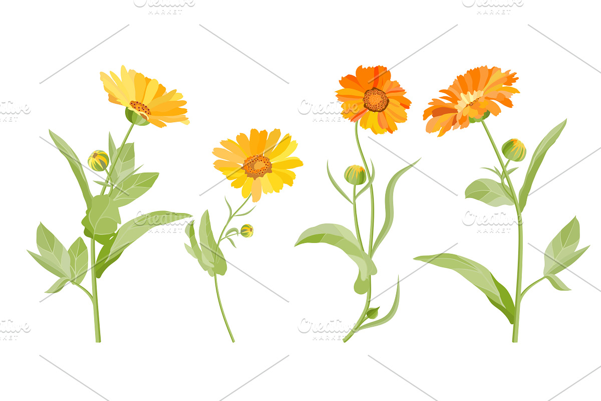 Vector object brushes. Calendula, a Brush Add-On by Peolla (Photo 9 of 16)