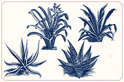 Vintage Cacti and Succulents, an Object Illustration by Mr Vintage (Thumbnail 11 of 11)