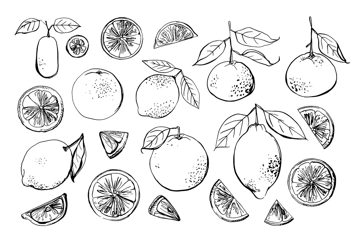 Citrus sketch. Oranges and lemons, a Food Illustration by irina.vaneeva (Photo 3 of 11)