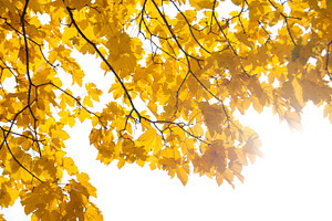 Yellow ii featuring yellow, leaves, and maple