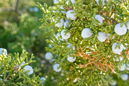 Green Buckwheat preview 6