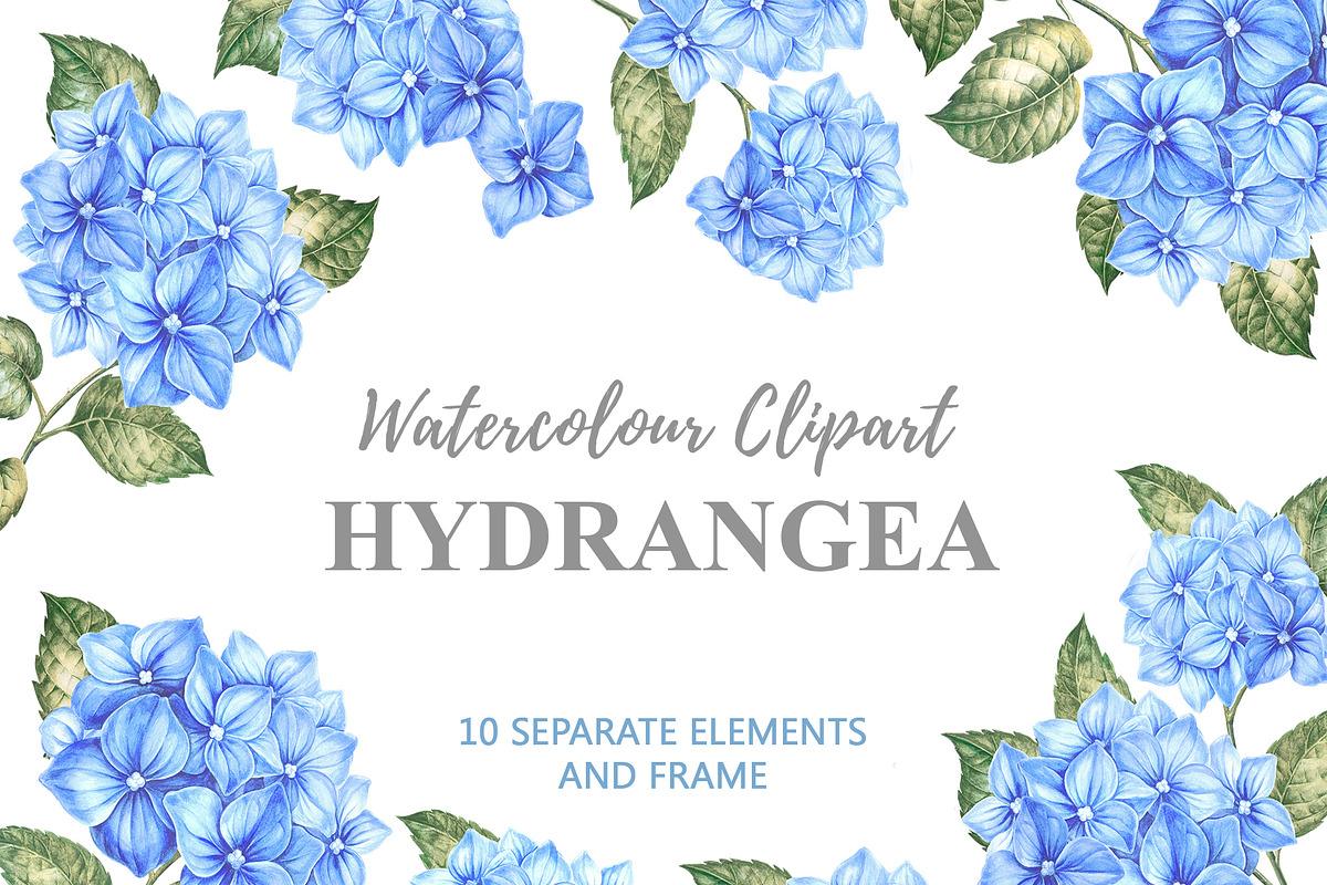 Watercolor Clipart Hydrangea flowers, a Decorative Illustration by Kotkoa (Photo 7 of 12)