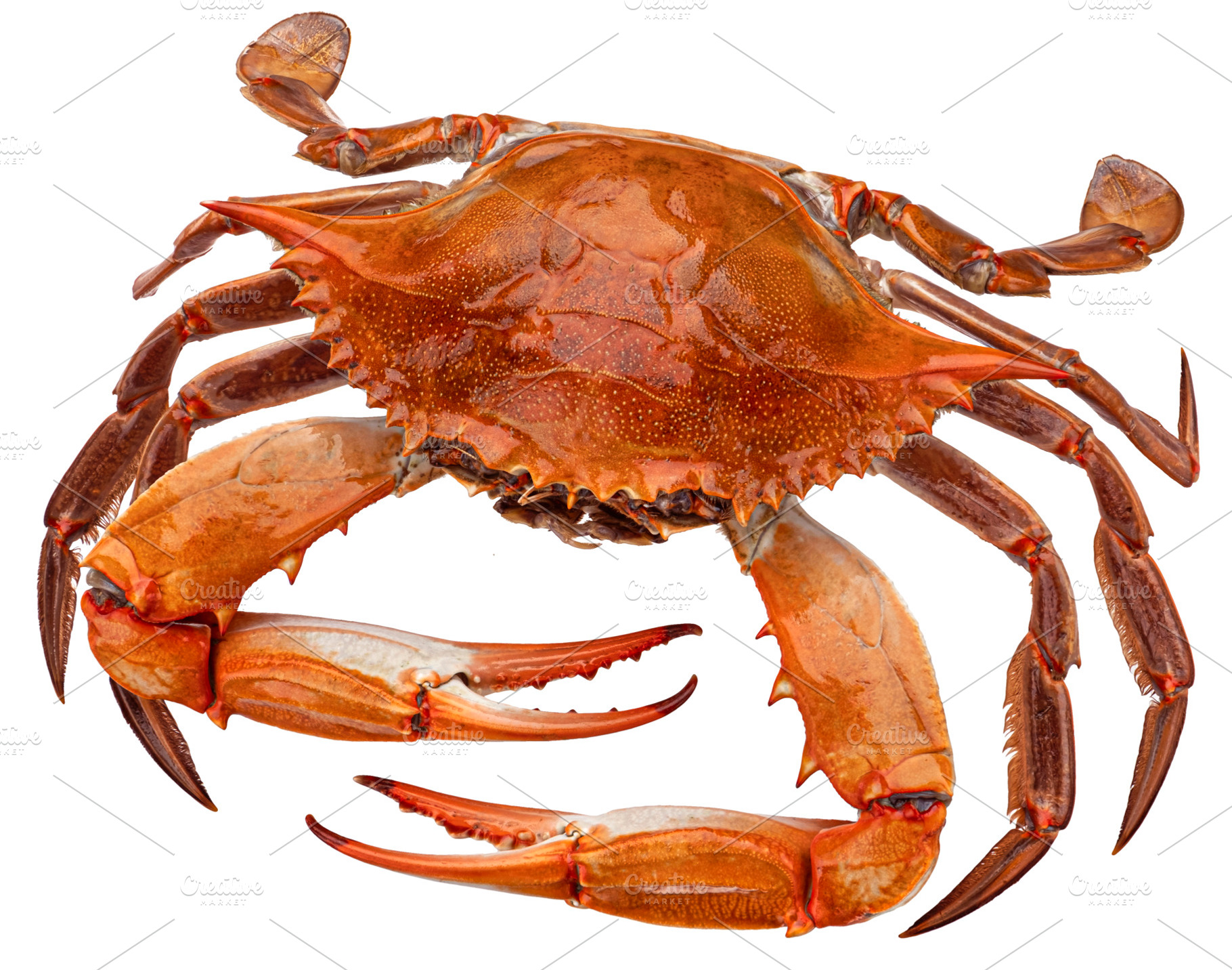 Cooked blue crab isolated, a Food & Drink Photo by Max Lashcheuski