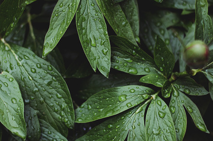 Lush greenery with raindrops containing lush, green, and leaves
