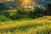 Golden Rice Field at Sunset, a Photo by LOGOCREATIVE (Thumbnail 16 of 29)