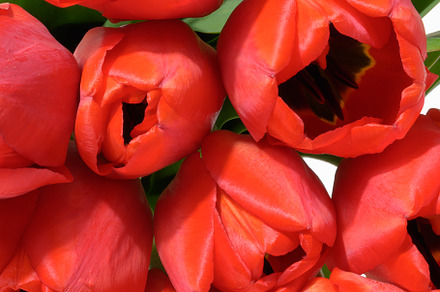 A close-up of a bouquet of many bright red tulips with green lea