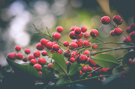 Reindeer Moss preview 6