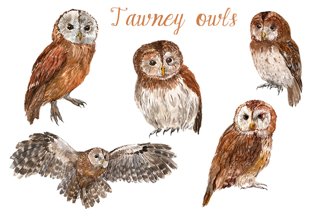 Watercolor Owls Bundle - 53 Owls, an Animal Illustration by YesFoxy (Photo 4 of 11)