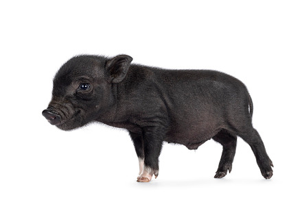 Black mini piglet on white background, an Animal Photo by Cat'chy Images by Nynke