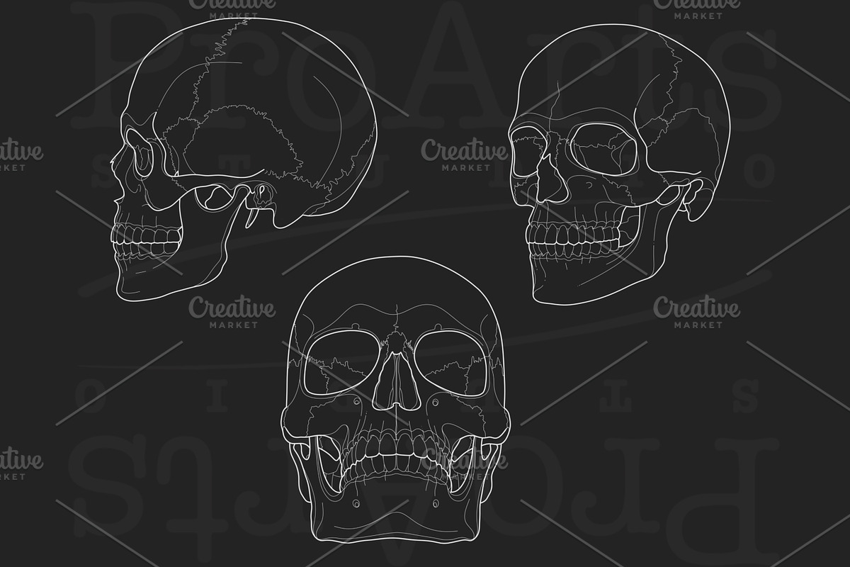 Human Skull Brush Stamp Set, a Brush Add-On by Lucrumplus (Photo 4 of 4)