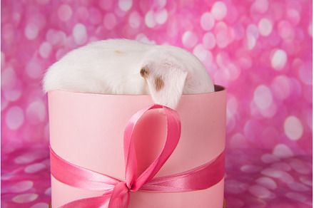 Cute puppy in a pink present box, an Animal Photo by COLORFUL