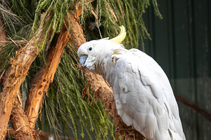 Sulphur-crested cockatoo perched on a tree branch on Kangaroo Is, an Animal Photo by GoodGoods