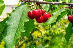 Fresh Red Cherries On Cherry Tree, a Food & Drink Photo by THP Creative