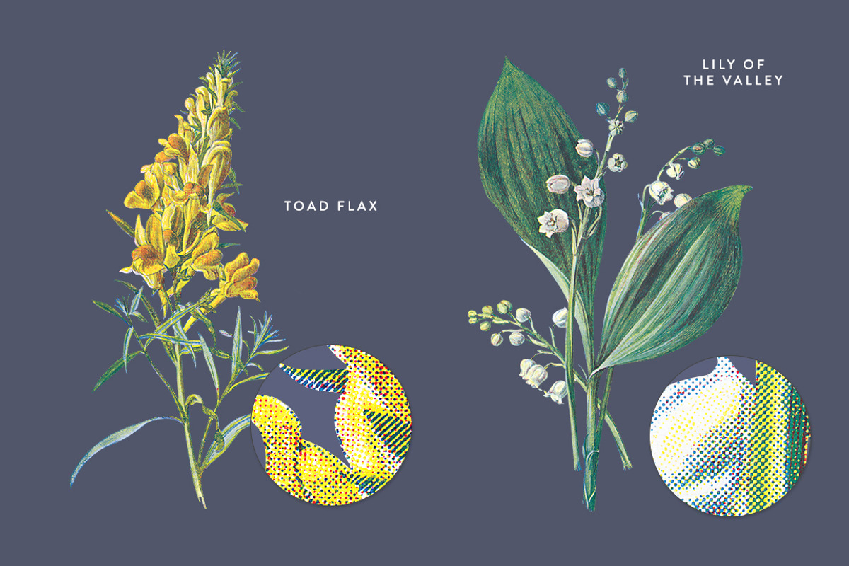 Vintage Flower Illustrations Bundle, an Illustration by Greta Ivy (Photo 48 of 62)