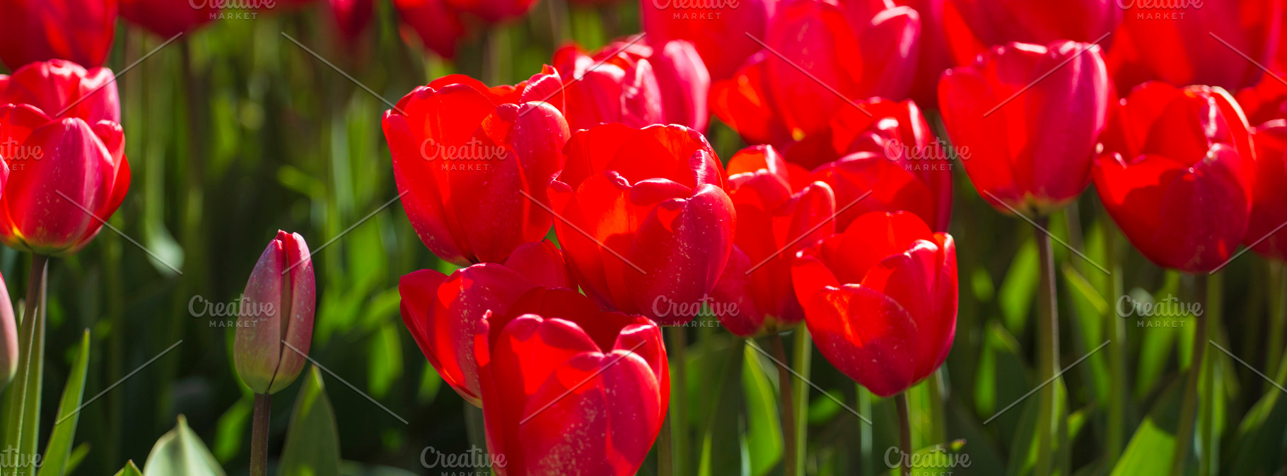 Red tulips macro with water drops under morning sun, spring flor, a Photo by Pictures for you!!!!!!!!!