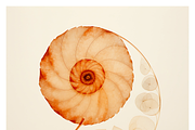 Bona Collection · The Spiral Fall, a Texture Illustration by milatovar (Thumbnail 8 of 21)