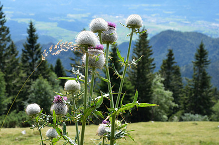 Wooly Thistle Flower And Bees Featuring Wooly Thistle Flower And Flora preview 5