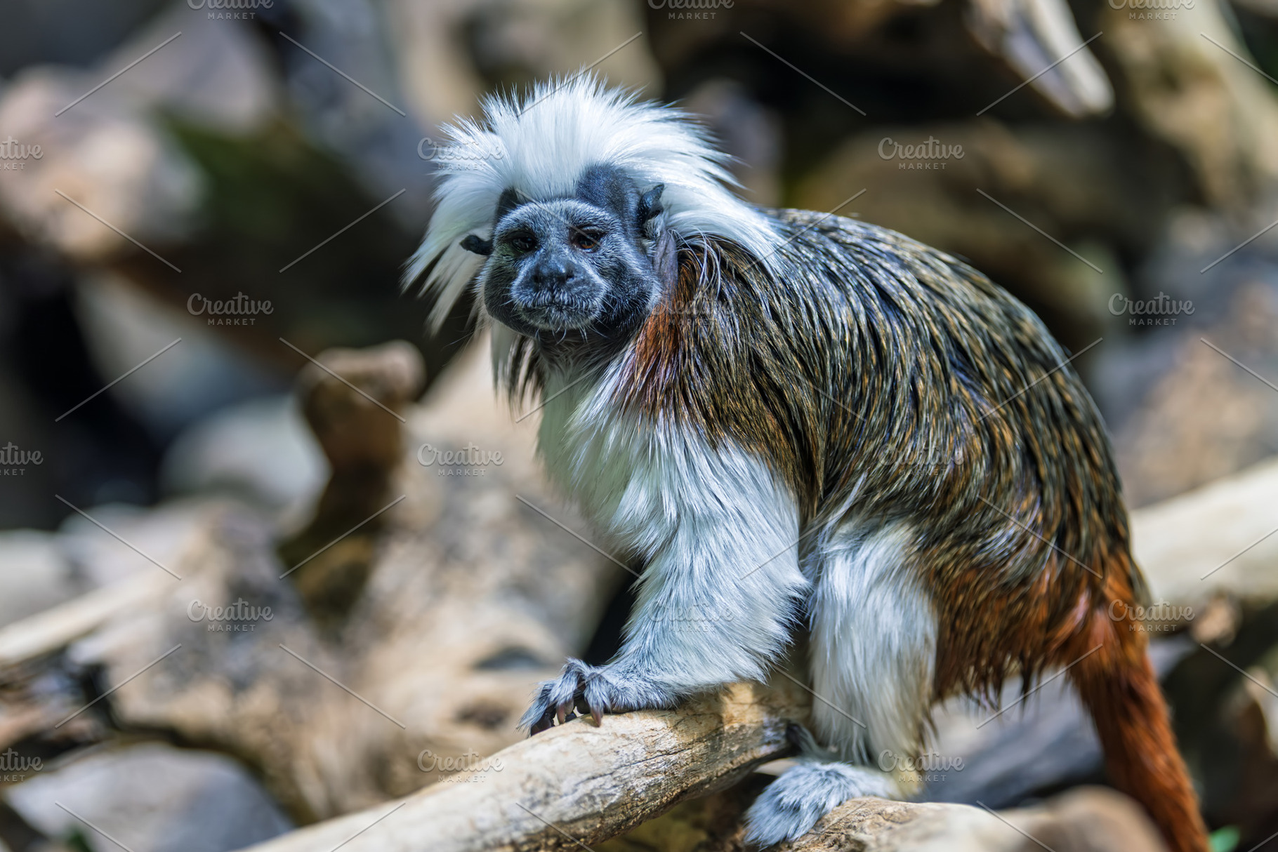 Cotton-top tamarin (Saguinus oedipus) little monkeys that are ve, an Animal Photo by Byrdyak