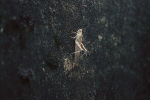 Grasshopper on dark stone macro, an Animal Photo by SkyNext