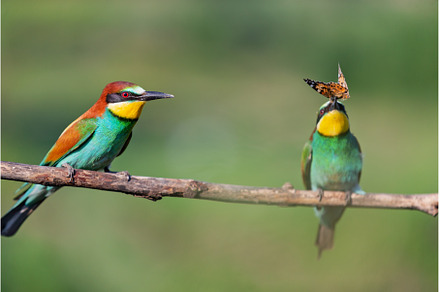 pair of birds of paradise during, an Animal Photo by Pakosta