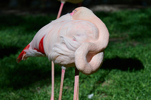 Pink flamingo arched its neck, sunny day, an Animal Photo by ndanko