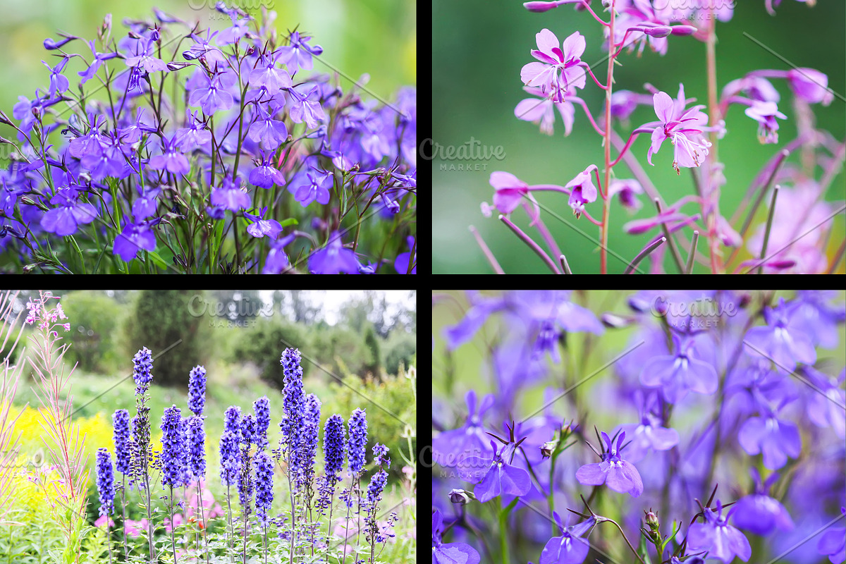 22 stock photos set. Nature, flowers, a Nature Photo by pictures for you (Photo 2 of 6)
