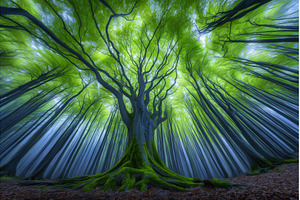 The Veluwe region in the Netherlands, a Nature Photo by ZinetroN