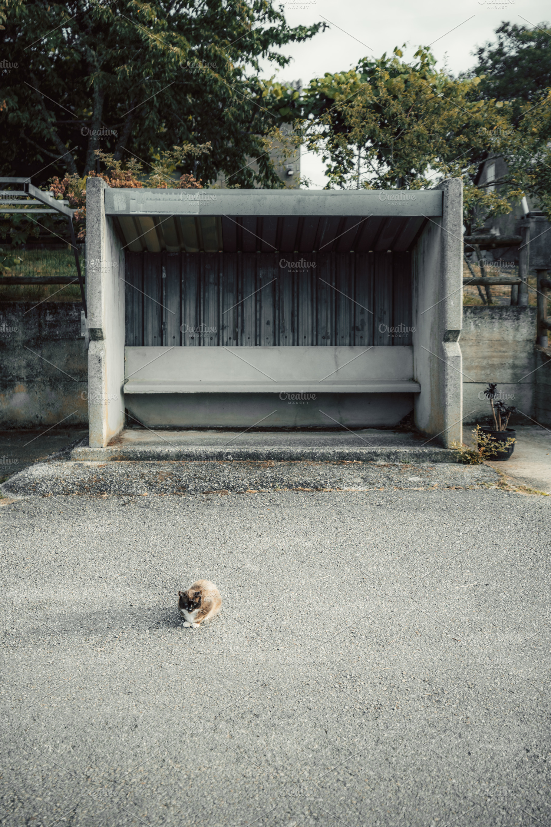 Cat in front of empty bus stop, a Transportation Photo by SkyNext