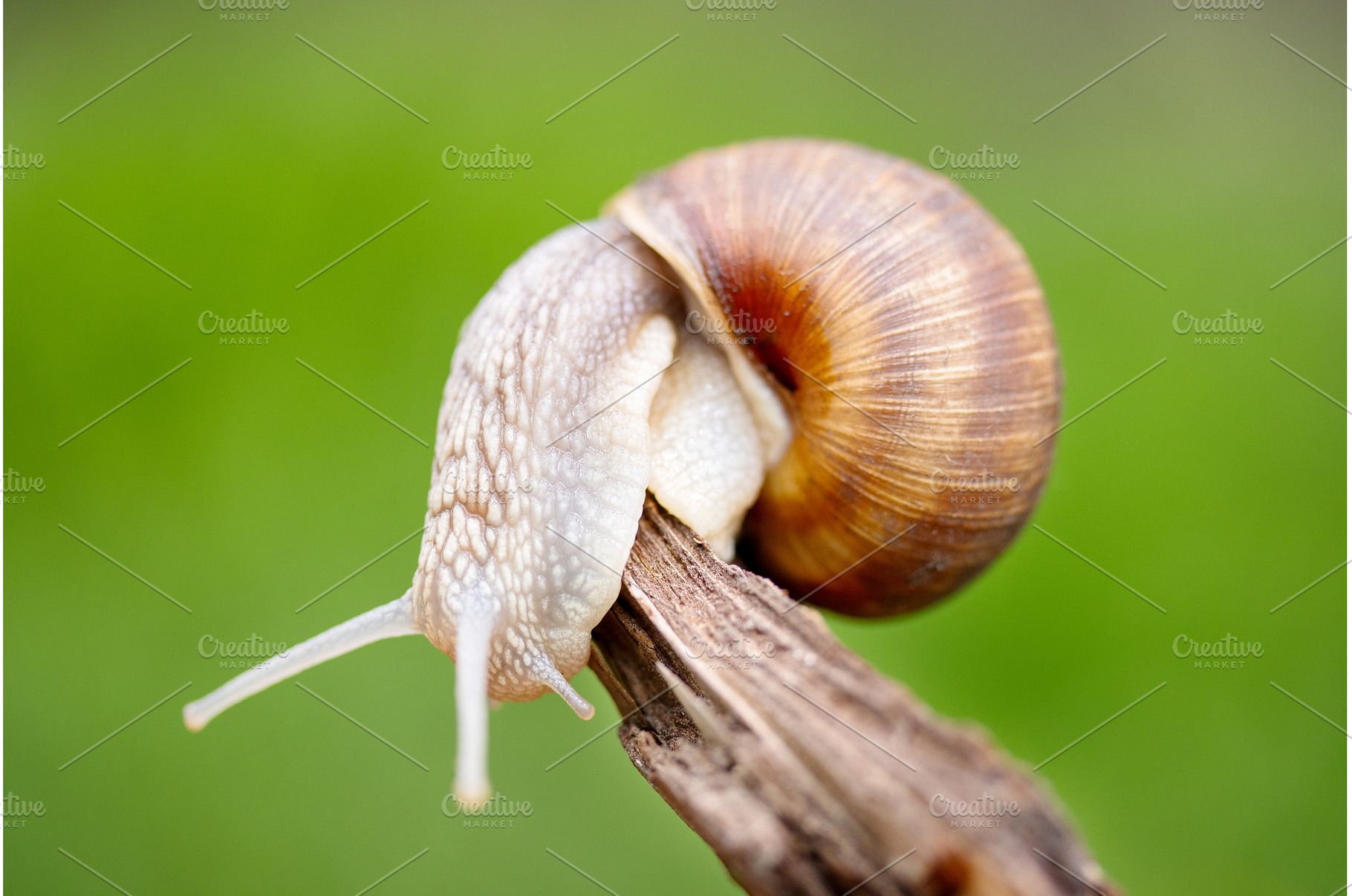 Roman Snail Balancing on a Dry, an Animal Photo by Pakosta