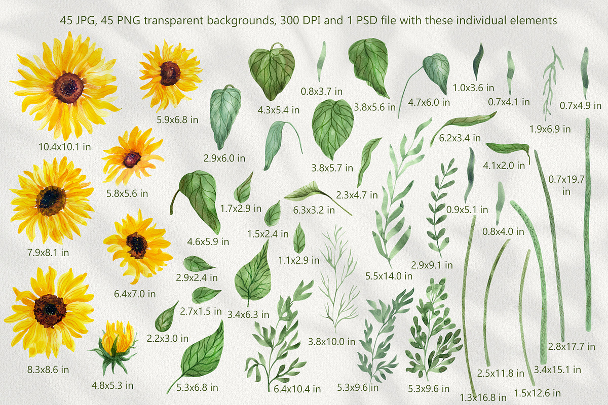 Sunflowers Watercolor Collection, an Illustration by Anna Druzhkova (Photo 3 of 14)