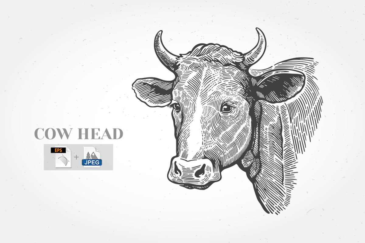 Vintage Cow Head Engraving, an Animal Illustration by Countryside life (Photo 2 of 5)