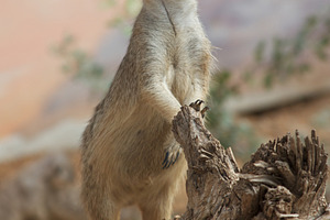 Meerkat on duty, an Animal Photo by Photo Kaminski