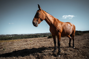 Wide Angle Bay Horse in Pasture, an Animal Photo by SkyNext