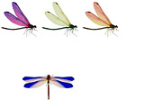 Watercolor Dragonflies Clip Art, an Illustration by Kandace Lalo Designs (Thumbnail 5 of 6)