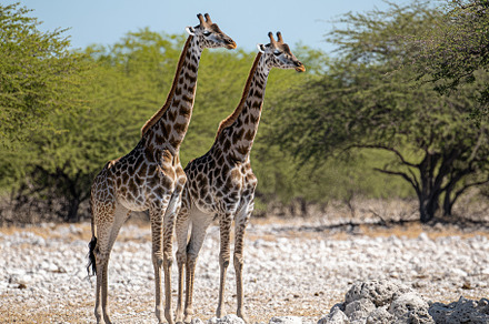 Beautiful Giraffes in Wildlife Scene, an Animal Photo by Virgo Studio