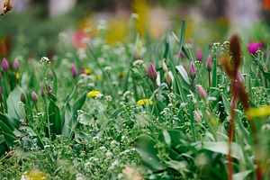 Unopened buds of purple tulips, yellow dandelions, small white i, a Nature Photo by ndanko