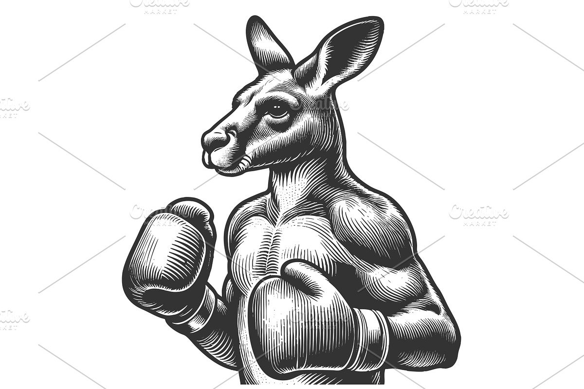 Muscular Boxing Kangaroo engraving, a Sport Illustration by AlexArt
