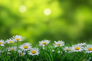 White daisies blooming in lush green, a Nature Photo by MistyDay