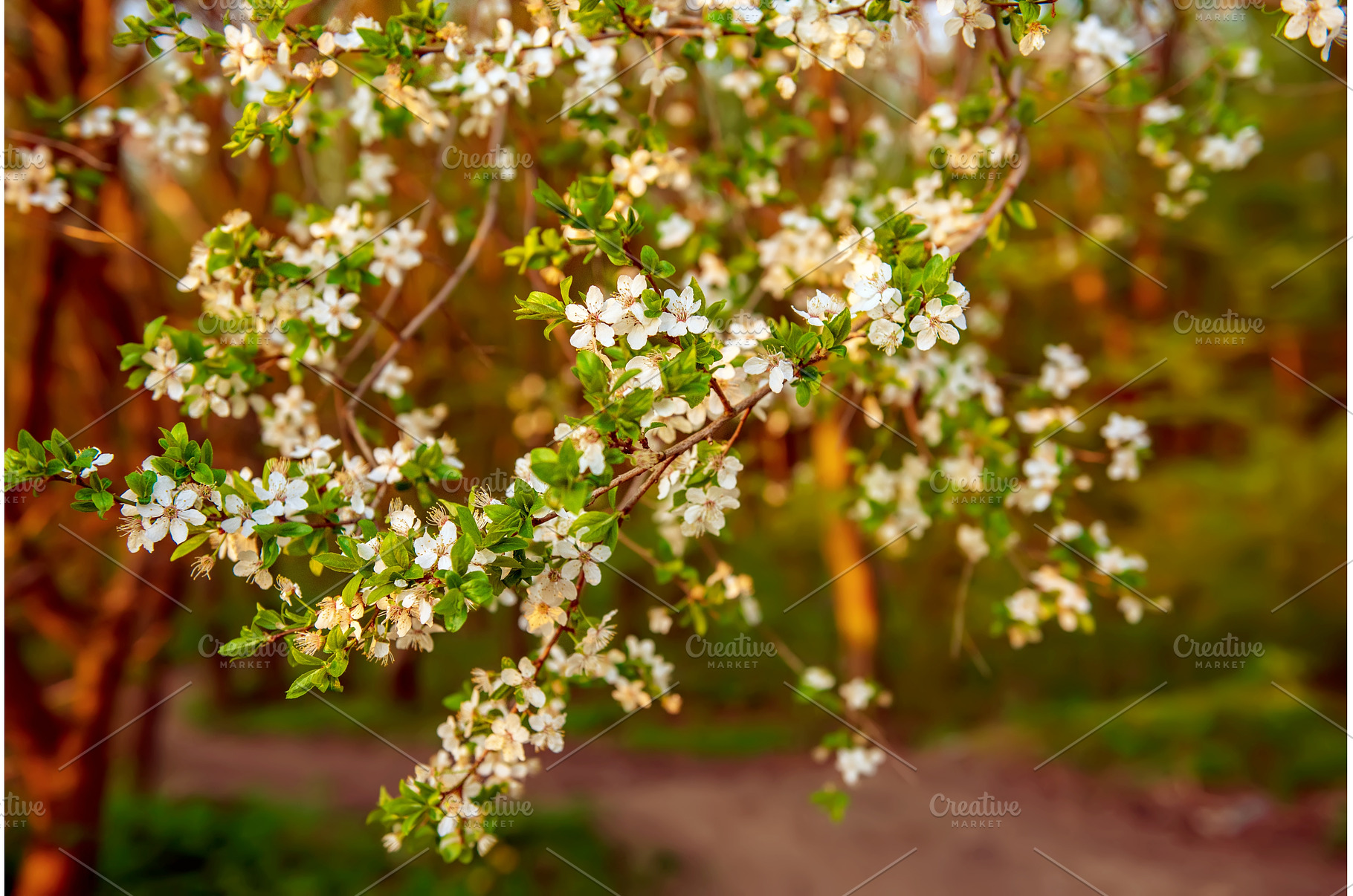 Blossoming of plum tree flowers at, a Nature Photo by Nature and travel