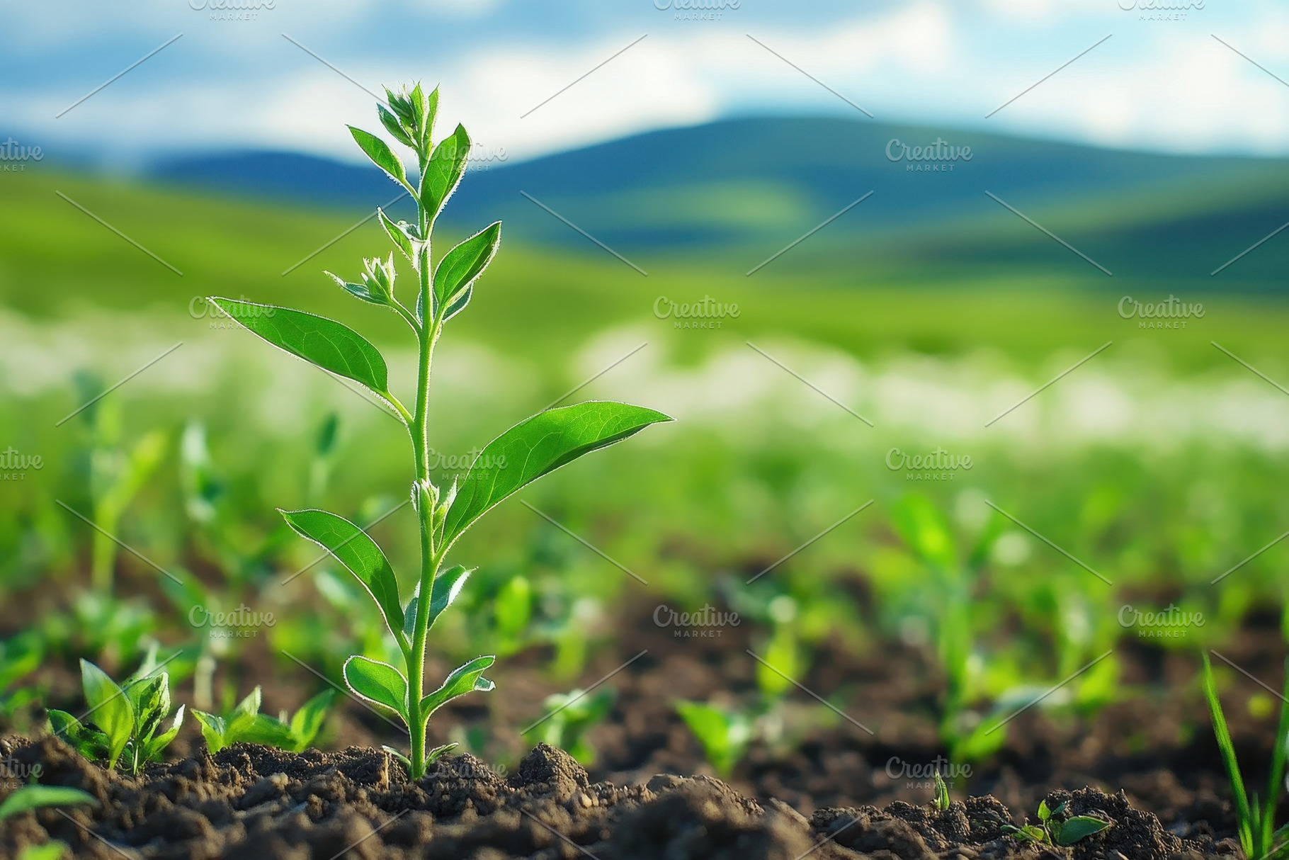 Withania plant sprouting in a field, a Photo by Pavel_design
