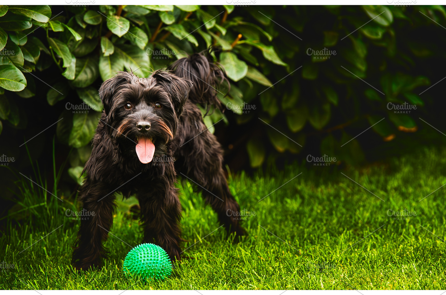 A small black dog is happily playing, an Animal Photo by MadPhotos