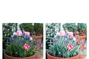 10 Spring Time Lightroom Presets, a Preset Add-On by MockTurtleStudio (Thumbnail 5 of 9)