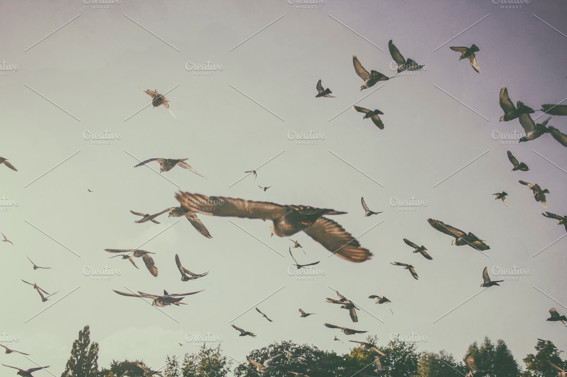 Flying pigeons