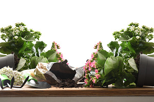 Spilled Soil and Fallen Kalanchoe Plants, a Nature Photo by Davizro's Market